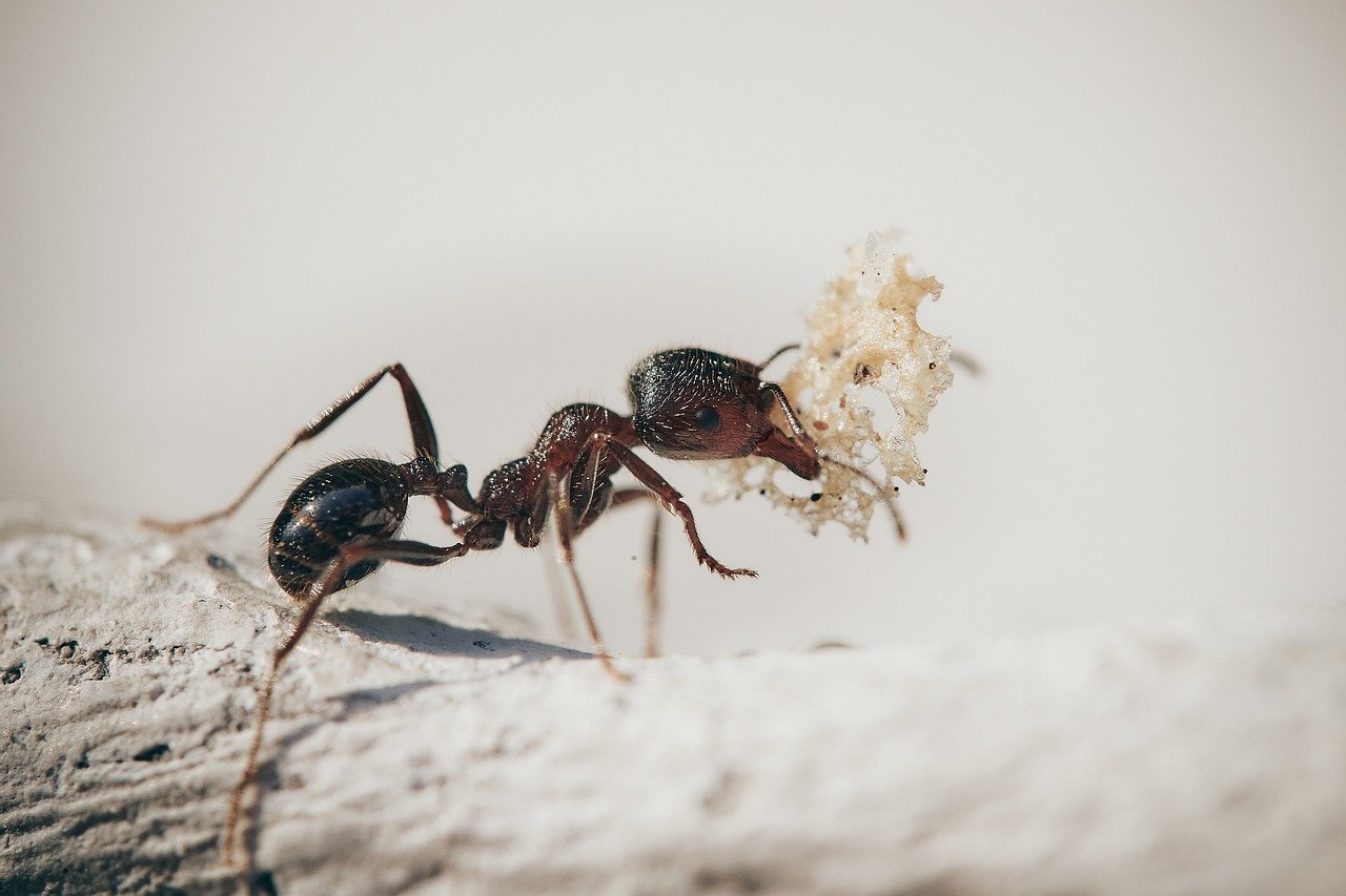 Ameisen können zum Ungeziefer werden
